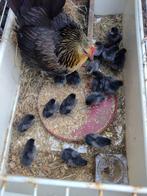 Bassette kriel goudkwartel kuikens, Dieren en Toebehoren, Pluimvee