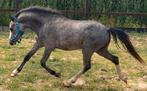 Welsh sectie A 2 jarige hengst, Hengst, Met stamboom