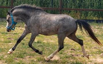 Welsh sectie A 2 jarige hengst, Étalon, Avec pedigree