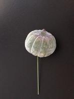 bloemschikmateriaal herfst : 5 groene pompoenen op steekpin, Ophalen of Verzenden, Nieuw, Materiaal