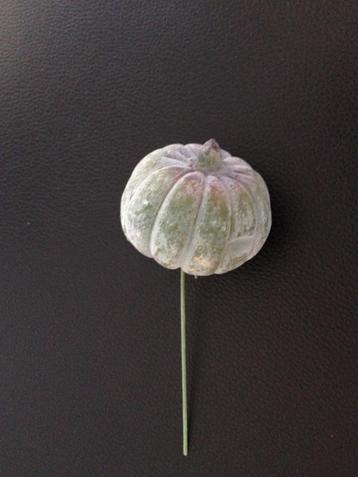 bloemschikmateriaal herfst : 5 groene pompoenen op steekpin beschikbaar voor biedingen