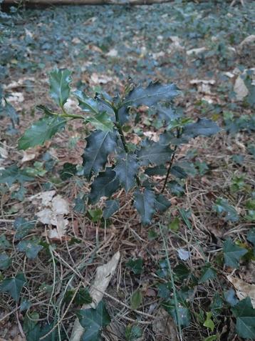 Hulst (Ilex aquifolium). Groenblijvend beschikbaar voor biedingen