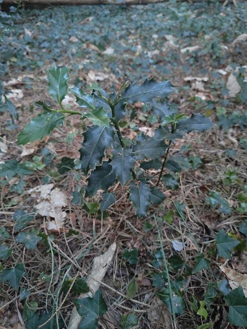 Hulst (Ilex aquifolium). Groenblijvend, Tuin en Terras, Planten | Struiken en Hagen, Struik, Hulst, Ophalen