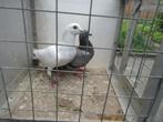 Vliegduiven geringde en ongeringd, Dieren en Toebehoren, Vogels | Duiven