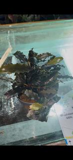 Bucephalandra biblis, Animaux & Accessoires, Poissons | Aquariums & Accessoires, Enlèvement ou Envoi, Neuf, Plante(s), Pierre ou Bois