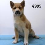 Prachtige Shiba Inu pups te koop, Dieren en Toebehoren, Honden | Poolhonden, Keeshonden en Oertypen, 15 weken tot 1 jaar, Buitenland