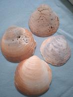 Oude, prehistorische schelpen, Verzamelen, Mineralen en Fossielen, Ophalen of Verzenden, Schelp(en)