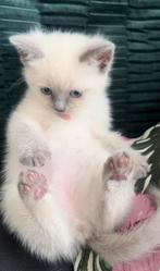 Ragdoll kat, Animaux & Accessoires, Chats & Chatons | Chats de race | Poil long, Chat, Avec pedigree, 0 à 2 ans