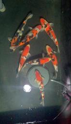 5 mooie koi, Dieren en Toebehoren, Vissen | Vijvervissen