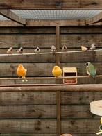 spitsstaartamandines, Dieren en Toebehoren, Vogels | Overige Vogels, Vrouwelijk, Tropenvogel