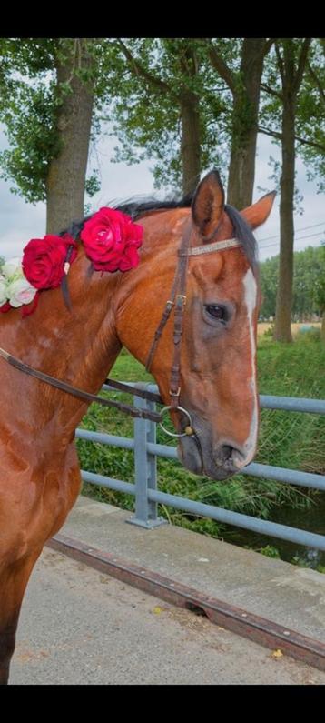 Brugge st kruis halve stal gevraagt ( NIET TE KOOP ), Dieren en Toebehoren