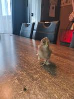 4 usa zijdehoen kuikens, Dieren en Toebehoren, Geslacht onbekend, Kip