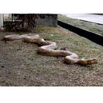 Statue Python — serpent Longueur 253 cm