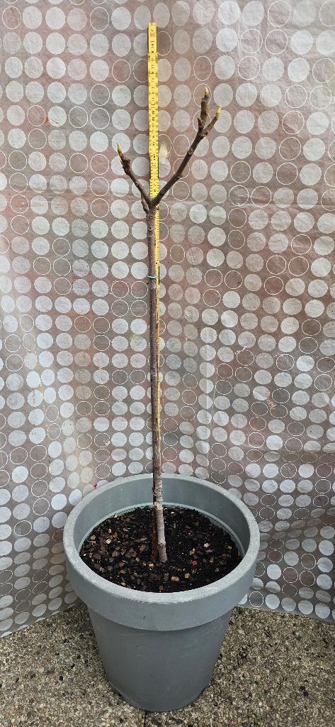 Vijgenboom Ficus Carica, Tuin en Terras, Planten | Fruitbomen, Vijgenboom, 100 tot 250 cm, Volle zon, Lente, In pot, Ophalen