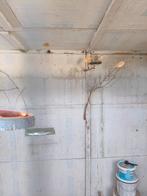 Kanaries, Dieren en Toebehoren, Vogels | Kanaries