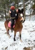 Jument Brave de 6 ans, Jument, B