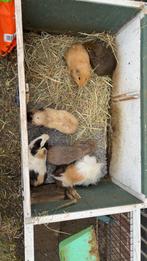 Cavia beertjes, Dieren en Toebehoren, Knaagdieren, September, Mannelijk, Cavia