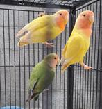 Roseicollis, Dieren en Toebehoren, Geslacht onbekend, Dwergpapegaai of Agapornis, Geringd