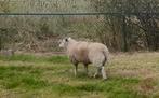 3 schapen, Dieren en Toebehoren, Schapen, Geiten en Varkens, Meerdere dieren, Schaap, 0 tot 2 jaar