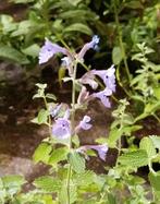 Nepta nervositeit kattekruid, Tuin en Terras, Planten | Tuinplanten, Ophalen