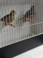 Koppel five fancy  2025, Dieren en Toebehoren