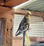 Valkparkieten te koop, Mâle, Perruche, Bagué