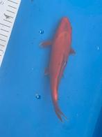 Japanse koi Benigoi, Dieren en Toebehoren, Vissen | Vijvervissen, Karper of Koi