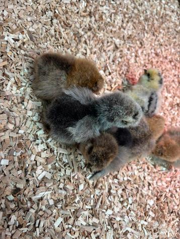 Zijdehoentjes te koop beschikbaar voor biedingen