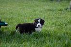 Border Collie pups geboren op boerderij, Dieren en Toebehoren, Honden | Herdershonden en Veedrijvers, Parvo, België, Particulier