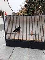 Sijs, Dieren en Toebehoren