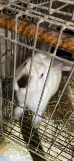 De mooiste kaleforenian konijnen zijn te koop, Dieren en Toebehoren, Konijnen