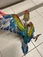 Réservable ! Jeune ara Tropicana super apprivoisé, Animaux & Accessoires, Femelle, Perroquet, Parleur