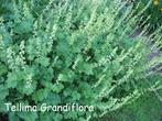 Tellima grandiflora of mijterloof, Tuin en Terras, Planten | Tuinplanten, Vaste plant, Bodembedekkers, Lente, Ophalen