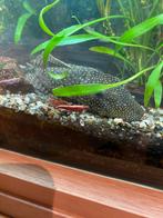 Pleco, Dieren en Toebehoren, Vissen | Aquariumvissen, Vis, Zoetwatervis
