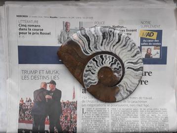 Fossil - Prachtig gepolijst gefossiliseerd ammoniet - Papier beschikbaar voor biedingen