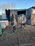 Paardenliefhebbers gezocht, Dieren en Toebehoren, Paarden, Merrie