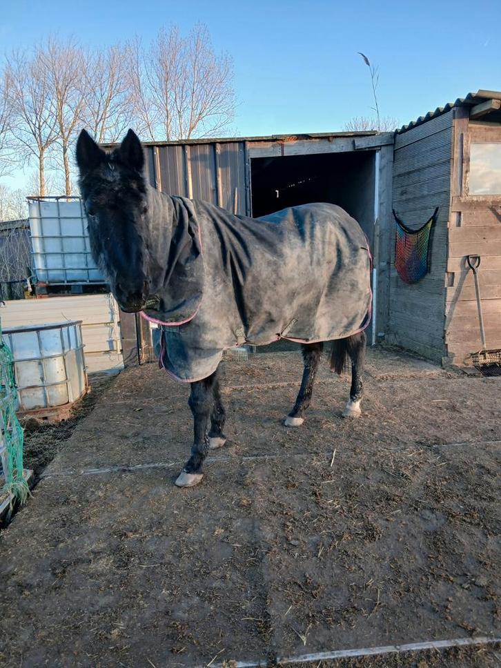 Paardenliefhebbers gezocht, Dieren en Toebehoren, Paarden, Merrie