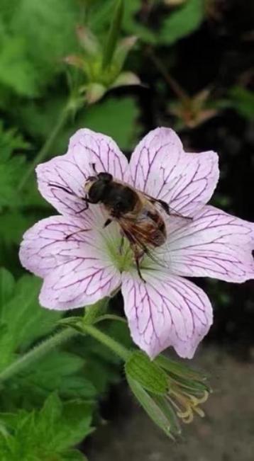 Geranium Versicolor, ooievaarsbek, lees beschrijving  beschikbaar voor biedingen