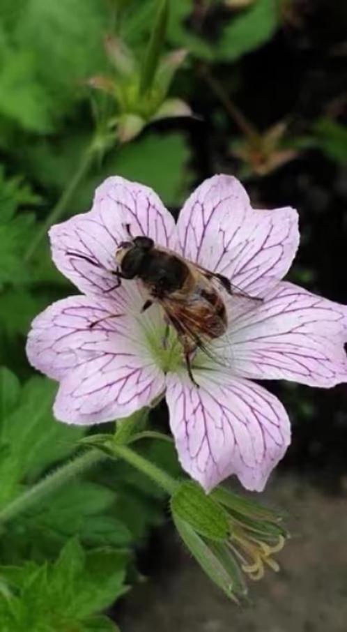 Geranium Versicolor, ooievaarsbek, lees beschrijving, Tuin en Terras, Planten | Tuinplanten, Vaste plant, Overige soorten, Halfschaduw