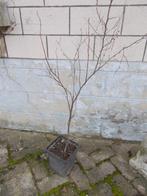 pruimenboom (Prunes des Burettes) oude zelfbestuivende varië, Tuin en Terras, Planten | Fruitbomen, Ophalen, Lente, Volle zon