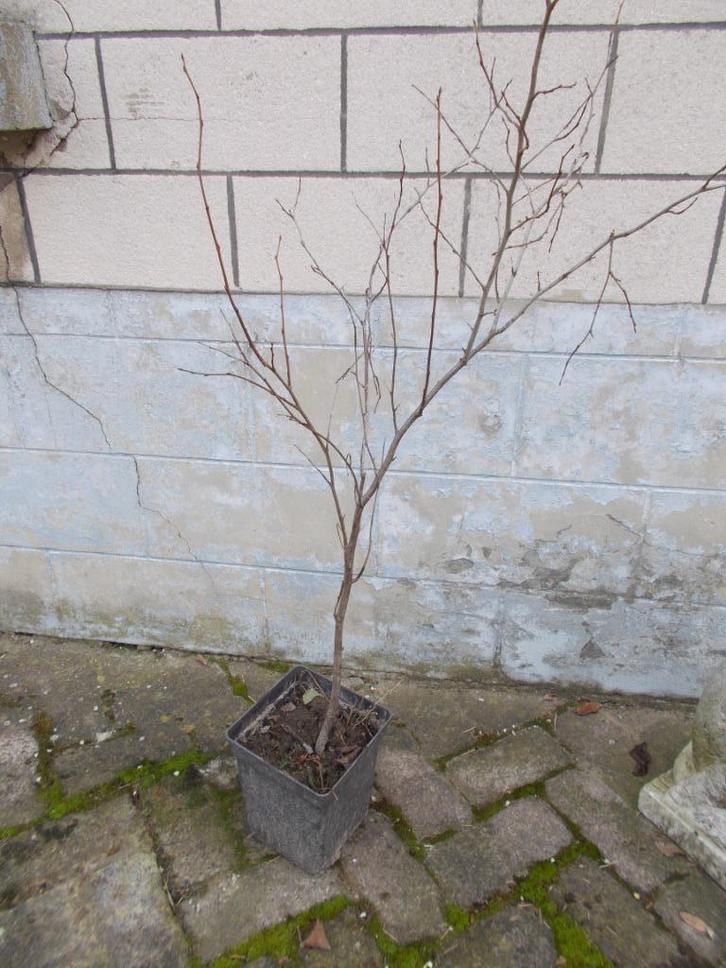 pruimenboom (Prunes des Burettes) oude zelfbestuivende varië, Tuin en Terras, Planten | Fruitbomen, Pruimenboom, 250 tot 400 cm