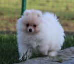Pomeriaan pup, Dieren en Toebehoren, Parvo, België, Keeshond, Reu