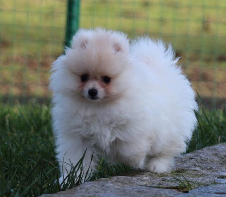 Chiot de Poméranie, Animaux & Accessoires, Chiens | Huskys, Loulous & Types primitifs, Chien (mâle), Loulou, Éleveur | Professionnel