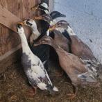 Indische loopeend, Dieren en Toebehoren, Eend