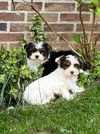 Biewer York pupjes, Dieren en Toebehoren, CDV (hondenziekte), Meerdere, 8 tot 15 weken, Meerdere dieren
