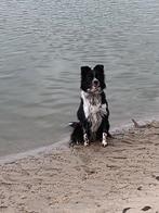 Prachtige border collie pups, Dieren en Toebehoren, Honden | Herdershonden en Veedrijvers, België, Fokker | Hobbymatig, 8 tot 15 weken