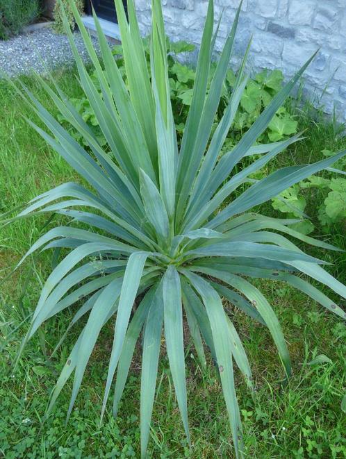 Yucca, Tuin en Terras, Planten | Tuinplanten, Vaste plant, Overige soorten, Volle zon, Zomer, Ophalen