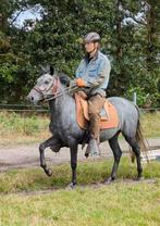 Zuid Amerikaans gangenpaard: Paso Fino ruin van 4 jaar, Hongre, Débourré, Poney de récréation, Poney D (1.37 m à 1.48m)