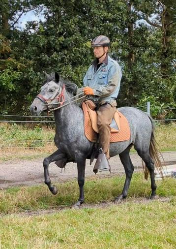 Zuid Amerikaans gangenpaard: Paso Fino ruin van 4 jaar