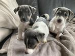 Jack russell pups grijs, Dieren en Toebehoren, België, Fokker | Hobbymatig, Jack Russell Terriër, 8 tot 15 weken
